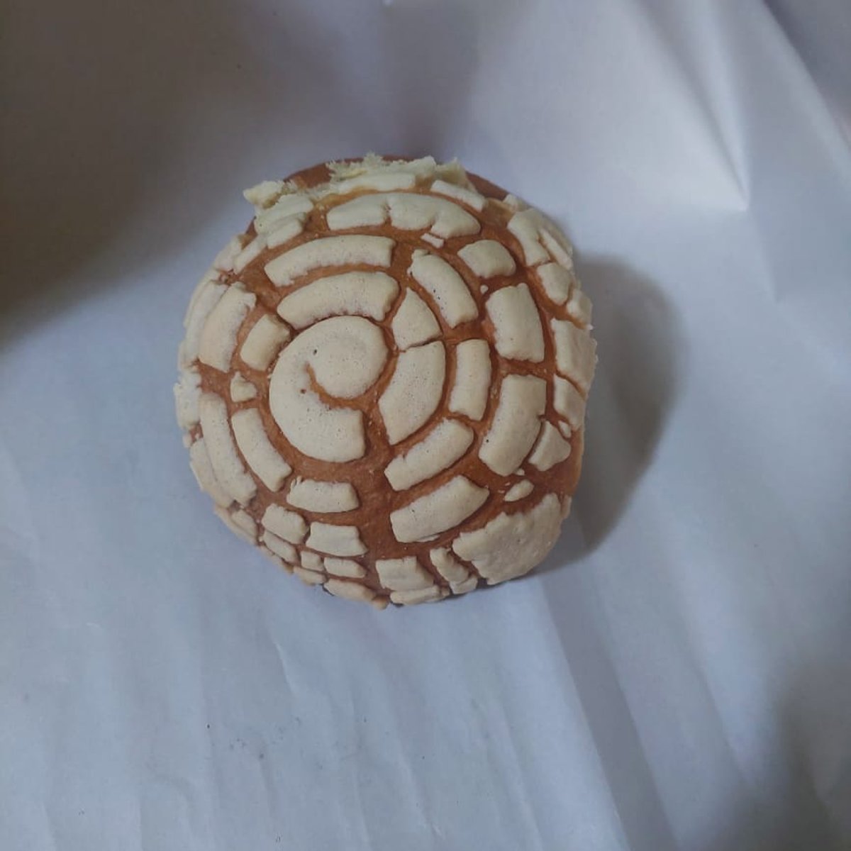 Concha blanca 